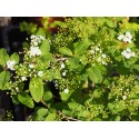 Spiraea pubescens