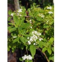 Spiraea pubescens