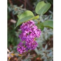 Syringa vulgaris 'Charles X' - Lilas Commum