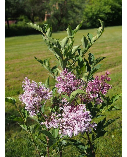 Syringa pubescens subsp. patula 'Miss Kim' - Lilas