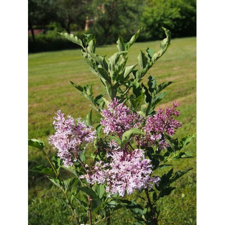 Syringa pubescens subsp. patula 'Miss Kim' - Lilas