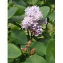 Syringa vulgaris 'Paul Thirion' - lilas