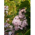 Syringa vulgaris 'Paul Thirion' - lilas