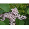 Syringa vulgaris 'Paul Thirion' - lilas