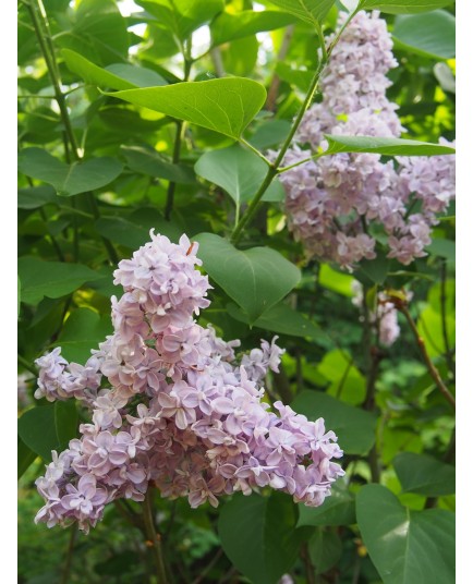 Syringa vulgaris 'Paul Thirion' - lilas