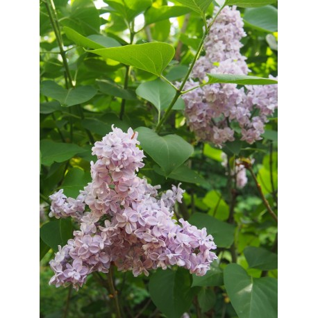 Syringa vulgaris 'Paul Thirion' - lilas