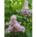 Syringa vulgaris 'Paul Thirion' - lilas