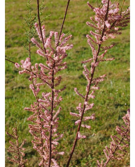 Tamarix tetrandra - Tamaris de printemps