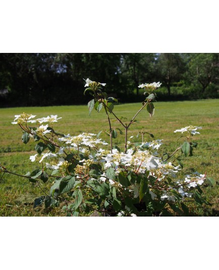 Viburnum plicatum 'Watanabe' - Viorne du japon, viorne à plateaux