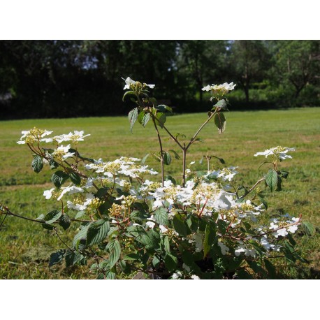 Viburnum plicatum 'Watanabe' - Viorne du japon, viorne à plateaux