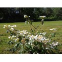 Viburnum plicatum 'Watanabe' - Viorne du japon, viorne à plateaux