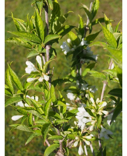 Weigela praecox 'Avalanche' - weigelia