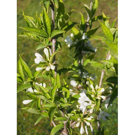 Weigela praecox 'Avalanche' - weigelia