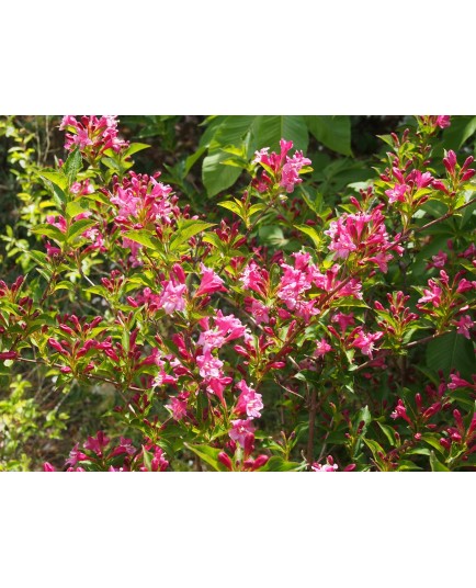 Weigela 'Booskop Glory' - weigelia