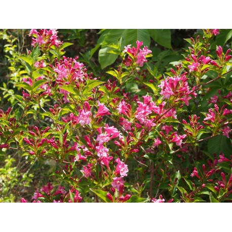 Weigela 'Booskop Glory' - weigelia