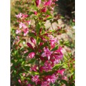 Weigela 'Booskop Glory' - weigelia