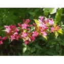 Weigela 'Booskop Glory' - weigelia