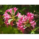 Weigela 'Lavallei'