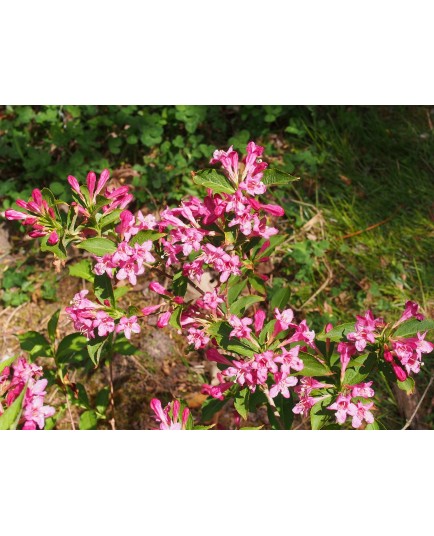 Weigela 'Majestueux' - weigelia