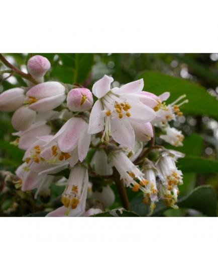 Deutzia scabra 'Watereri'