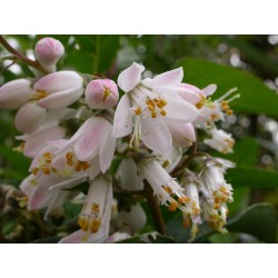 Deutzia scabra 'Watereri'