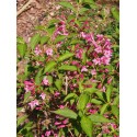 Weigela 'Majestueux' - weigelia