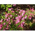 Weigela 'Majestueux' - weigelia