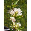 Weigela 'Mont Blanc' - weigelia blanc