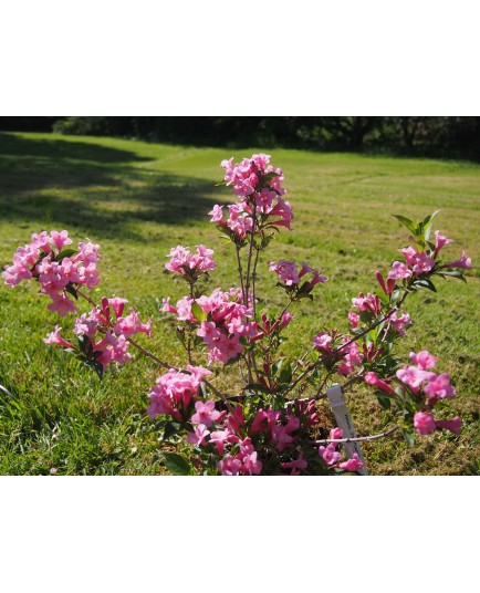 Weigela 'Pink Poppet'® (Plangeni)- weigelia