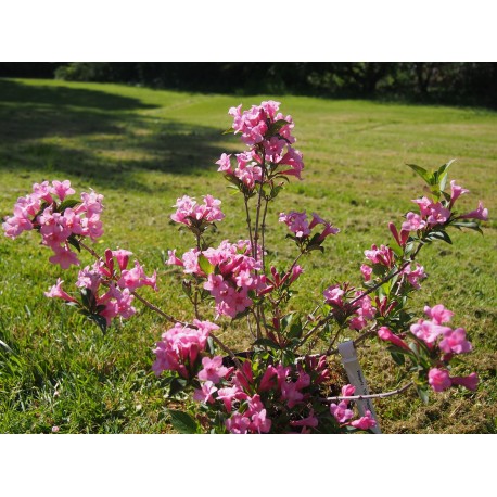 Weigela 'Pink Poppet'® (Plangeni)- weigelia