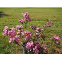 Weigela 'Pink Poppet'® (Plangeni)- weigelia