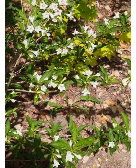 Weigela 'Snowflake' - weigelia