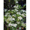 Spiraea pubescens