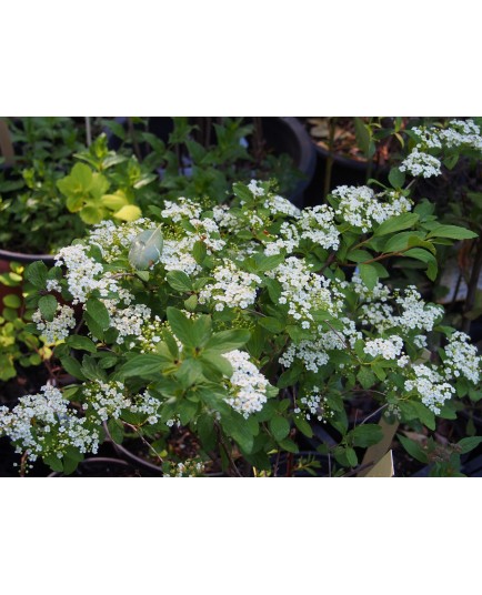 Spiraea pubescens