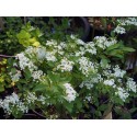 Spiraea pubescens