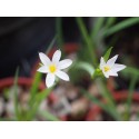 Sisyrinchium 'Pôle Star' - bermudienne