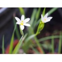 Sisyrinchium 'Pôle Star' - bermudienne