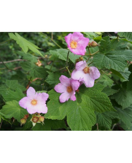 Rubus odoratus - Framboise d'ornement, ronce odorante