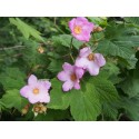 Rubus odoratus - Framboise d'ornement, ronce odorante