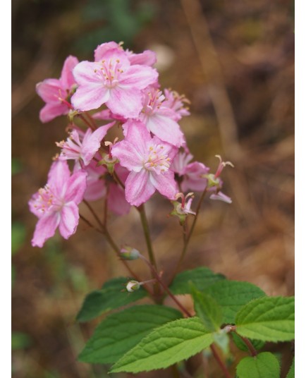 Deutzia elegantissima x 'Rosealind'