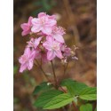 Deutzia elegantissima x 'Rosealind'