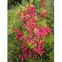 Weigela 'Moulin Rouge'® - weigelia panaché