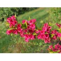 Weigela 'Moulin Rouge'® - weigelia panaché