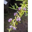 Buddleja alternifolia 'Argentea' - Buddleia à feuilles alternes argentées