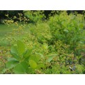 Cotinus coggygria 'Young Lady' ®
