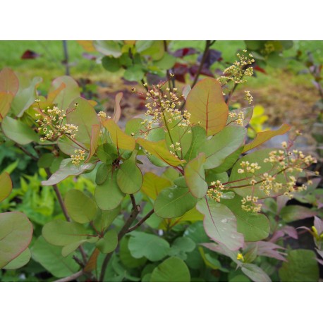 Cotinus coggygria 'Old Fashioned'®