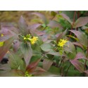 Diervilla splendens x