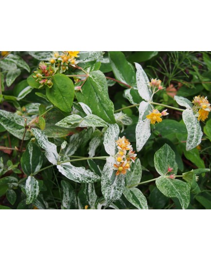 Hypericum androsaemum 'Gladys Brabazon' - Millepertuis panaché