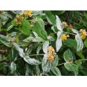 Hypericum androsaemum 'Gladys Brabazon' - Millepertuis panaché