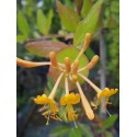 Lonicera tellmanniana x - Chèvrefeuille